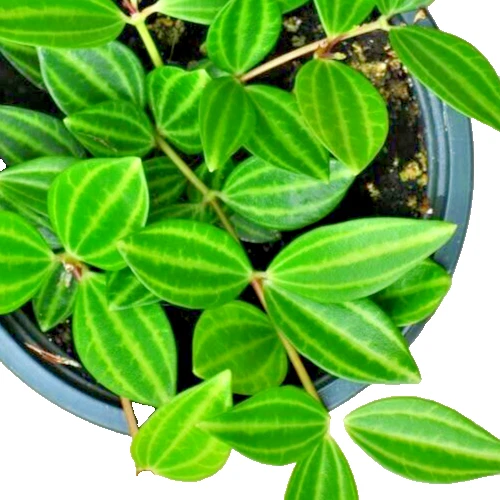 Peperomia Angulata Variegated Funky Frog – 5 Unrooted Cuttings, 4" Each