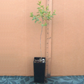 Sour Jujube Rootstock | 1 Live Potted Ziziphus Rootstock for Grafting
