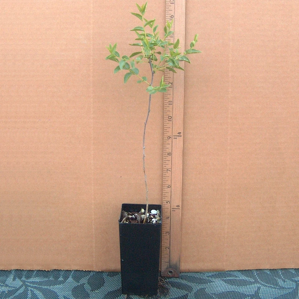 Sour Jujube Rootstock | 1 Live Potted Ziziphus Rootstock for Grafting