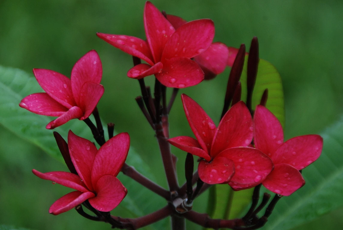Red Plumeria Cutting 10–12" – Unrooted Fresh Frangipani Stem, Florida-Grown