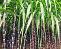 Purple Sugarcane Cuttings (Saccharum officinarum) – 10 Pack, 18" Each with 3–4 Nodes