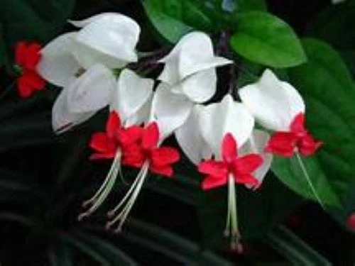 Bleeding Heart Vine Clerodendrum thomsoniae - Rooted Starter Plant with White Bracts, Red Centers