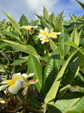 Yellow Plumeria Cuttings - 3 Fresh 10" Unrooted Single-Head Frangipani Stems