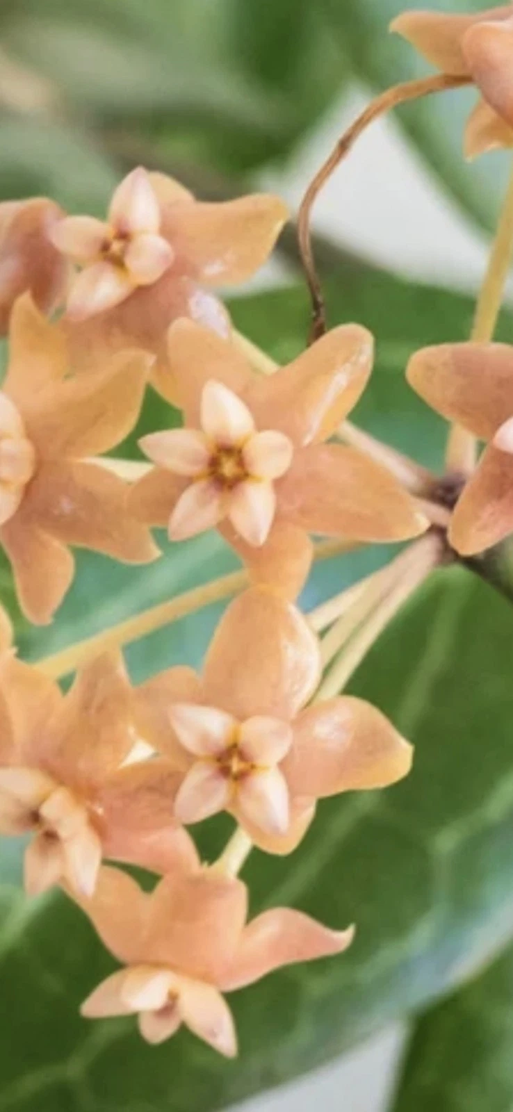 Hoya fitchii Cutting – Rooting-Ready Live Hoya Vine with Orange Blooms