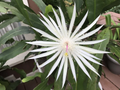 Epiphyllum / Night Blooming Cereus Cuttings (Hookeri Strictum) – 3 Unrooted Stems for Propagation