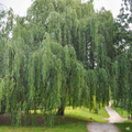 Weeping Willow Cuttings – 20 Unrooted 8–12