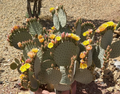 Opuntia rufida Clock Face Cactus Pad – 1 Live Unrooted Pad