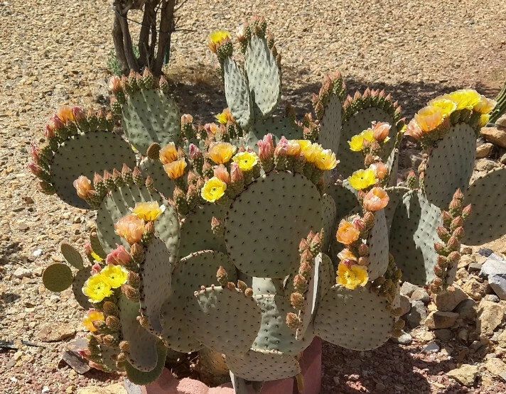 Opuntia rufida Clock Face Cactus Pad – 1 Live Unrooted Pad