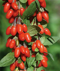 Goji Berry Plants (Lycium barbarum / Lycium chinense) – 3 Rooted Plants for Garden or Containers