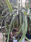 Palora Dragon Fruit Cuttings - Yellow Dragon Fruit, Unrooted Cuttings, 4 Pieces 7–9"