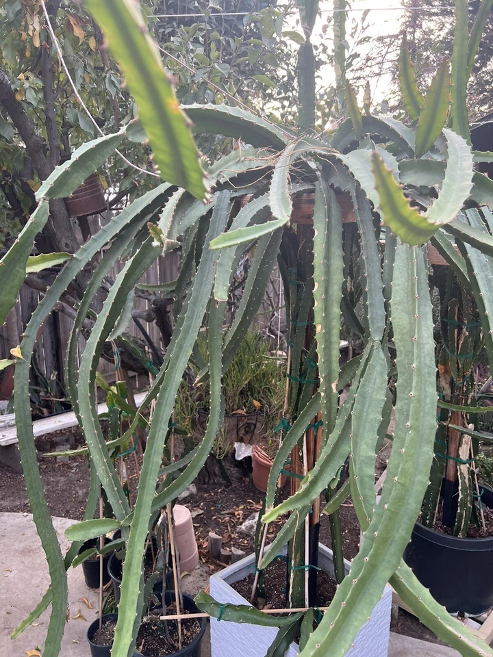 Palora Dragon Fruit Cuttings - Yellow Dragon Fruit, Unrooted Cuttings, 4 Pieces 7–9"