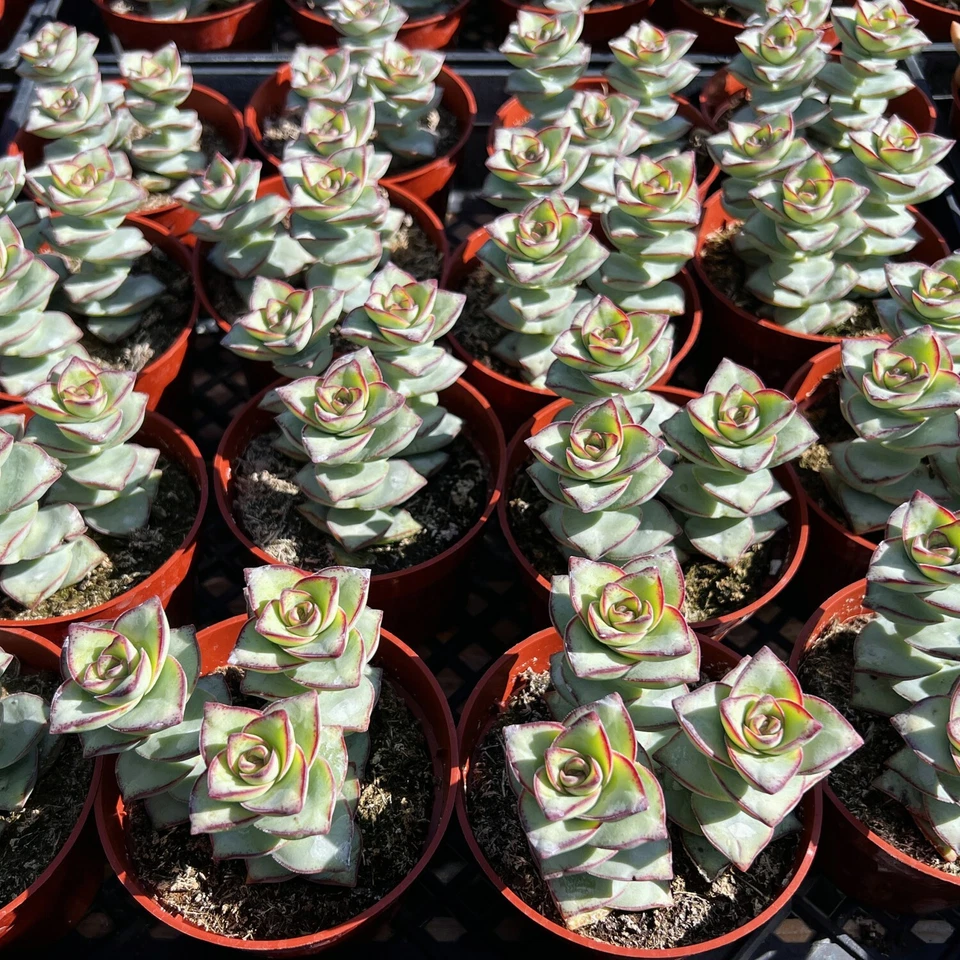 Crassula perforata String of Buttons – 4" Rooted Succulent Plant