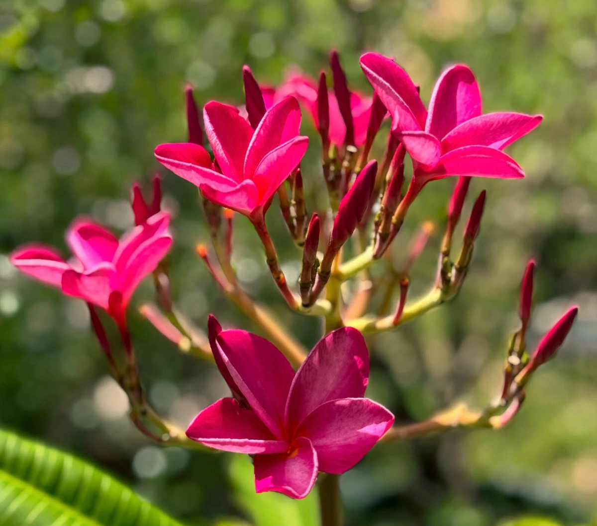 Pink Plumeria Cutting – 6–8 inch Unrooted Frangipani Stem for Rooting