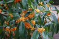 Apricot Echo Sweet Olive Osmanthus fragrans Rooted Starter Plant – Tea Olive Evergreen Shrub