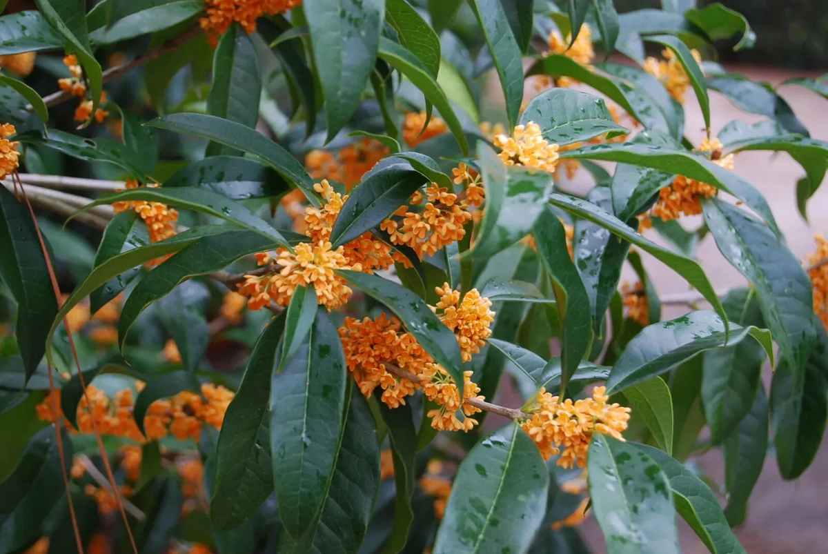 Apricot Echo Sweet Olive Osmanthus fragrans Rooted Starter Plant – Tea Olive Evergreen Shrub