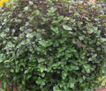 Dwarf Bolivian Wandering Jew - Callisia repens (Tradescantia minima) 10 Unrooted Cuttings