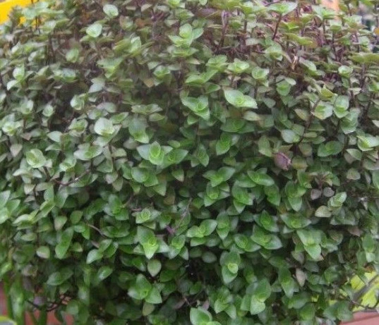 Dwarf Bolivian Wandering Jew - Callisia repens (Tradescantia minima) 10 Unrooted Cuttings
