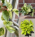 Pothos Cuttings Set – 6 Unrooted Variegated Pothos Cuttings (2 Marble Queen, 2 Neon/Lemon, 2 N’Joy)
