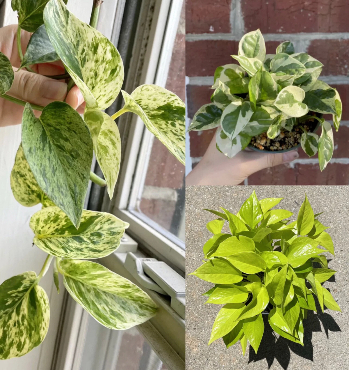Pothos Cuttings Set – 6 Unrooted Variegated Pothos Cuttings (2 Marble Queen, 2 Neon/Lemon, 2 N’Joy)