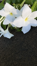 Plumeria pudica Fiddle Leaf Cuttings – 5 Live White Plumeria Cuttings