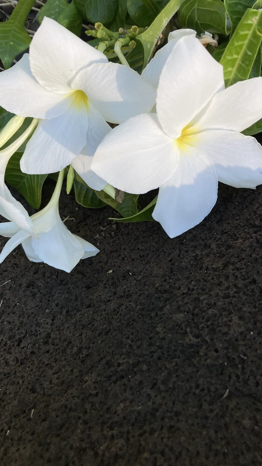 Plumeria pudica Fiddle Leaf Cuttings – 5 Live White Plumeria Cuttings
