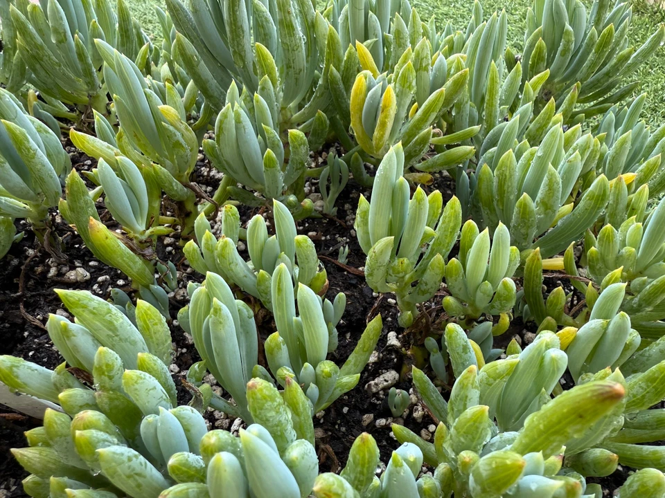 Blue Chalkstick Succulent Curio repens - 4" Pot Live Plant