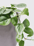 Philodendron Cordatum Heart Leaf - 4 Rooting Cuttings 6-8 Inches