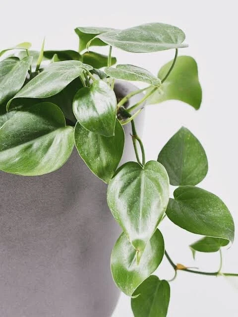 Philodendron Cordatum Heart Leaf - 4 Rooting Cuttings 6-8 Inches