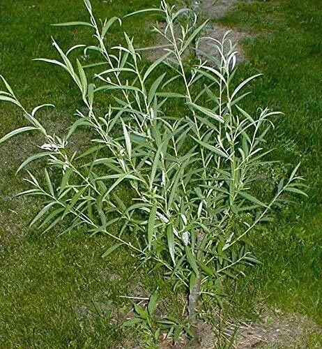 Austree Hybrid Willow Cuttings - 33 Unrooted Live Salix Cuttings for Direct Planting