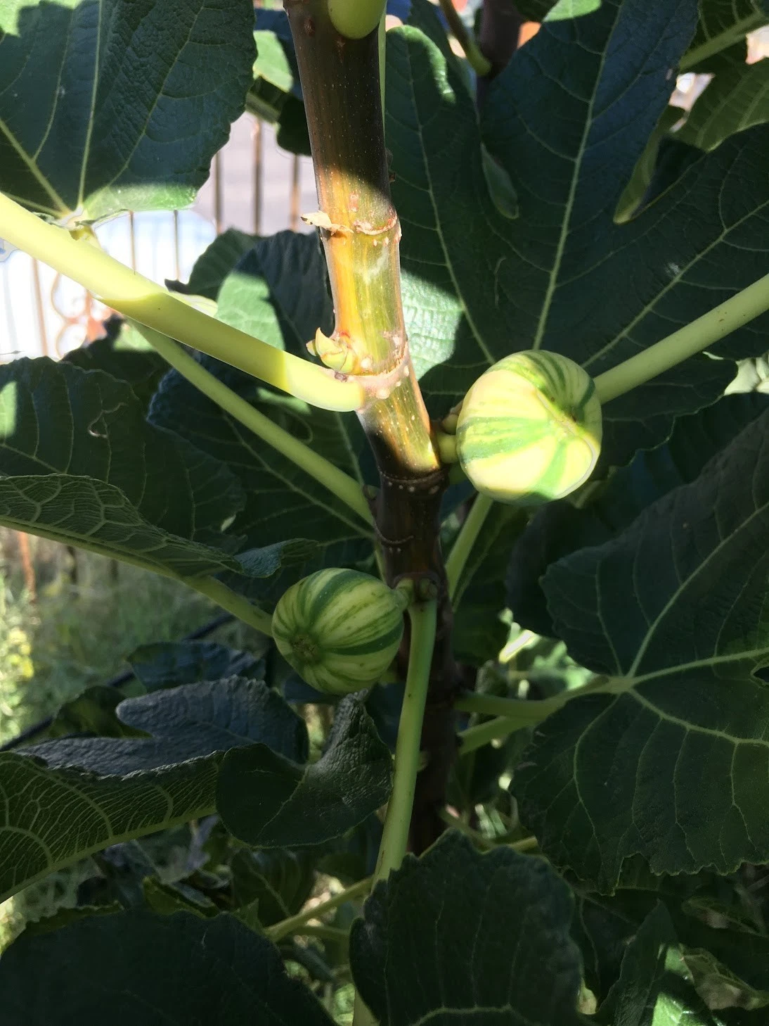 Bordissot Blanca Rimada Fig - 6 Unrooted Ficus carica Cuttings for Grafting or Rooting