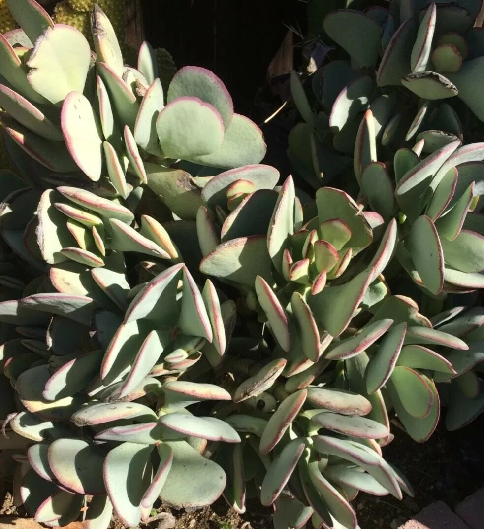 Crassula arborescens Silver Dollar Cutting - Fresh Unrooted Succulent Cutting