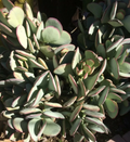Crassula arborescens Silver Dollar Cutting - Fresh Unrooted Succulent Cutting
