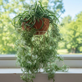 2 Rooted Spider Plant Cuttings (Chlorophytum comosum) - Ready to Grow Indoor Offshoots