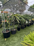 Dragon Fruit Cuttings, 9 Unrooted Stems 8–14" Each | Hylocereus Pitaya propagation