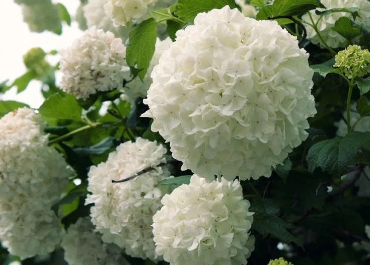 Japanese Snowball Viburnum Hardwood Cuttings - 3 x 6–8" Unrooted Cuttings Viburnum plicatum