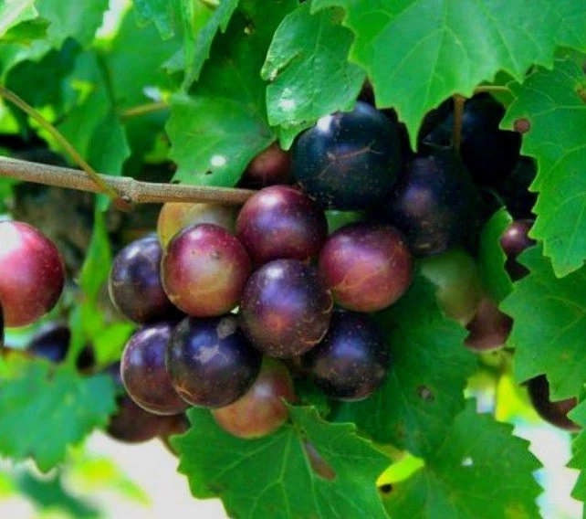 Muscadine Grape Vines (Vitis rotundifolia) – 2 Live Vines for Trellis, Full Sun, Well-Drained Soil