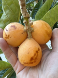 Peluche Loquat Scions – 2 Fresh Grafting Cuttings, Eriobotrya japonica Elite