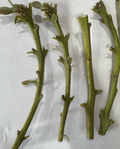 Nabal Avocado Scions - 4 Fresh Budwood Sticks for Grafting | Persea americana
