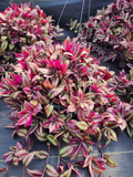Tradescantia Zebrina Cuttings - 20 Fresh 8–12