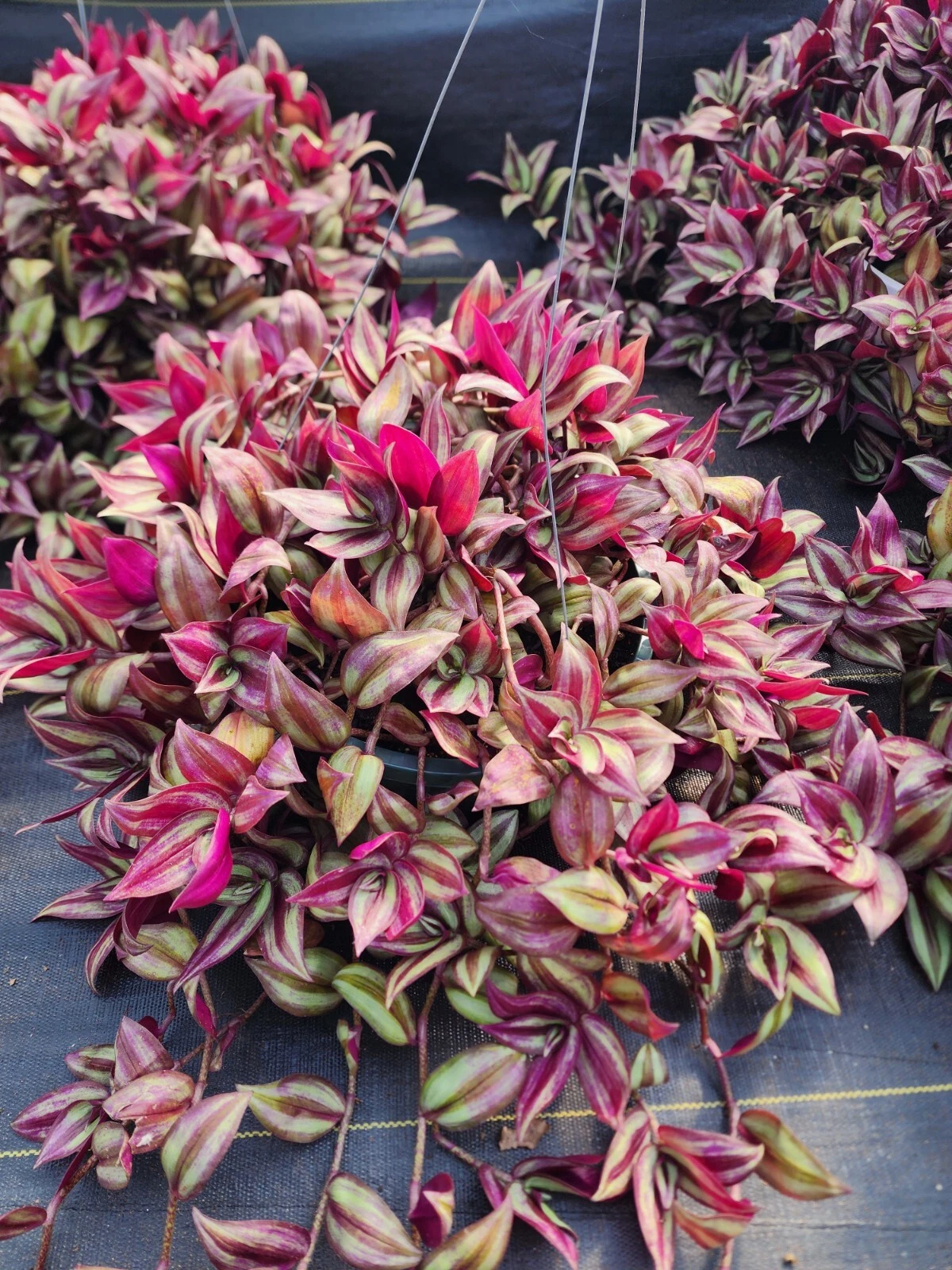 Tradescantia Zebrina Cuttings - 20 Fresh 8–12