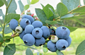 Blueberry Cuttings – 7 Unrooted Scions for Rooting or Grafting