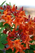 Aromi Red Pepper Azalea - Live Deciduous Rhododendron Starter Plant with Bright Red Spring Blooms
