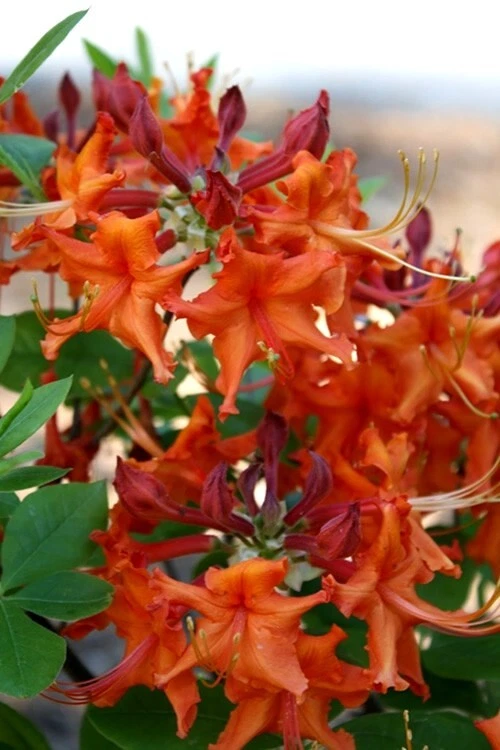 Aromi Red Pepper Azalea - Live Deciduous Rhododendron Starter Plant with Bright Red Spring Blooms