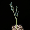 Adenia pechuelii Caudiciform Plant - 3.5" Pot
