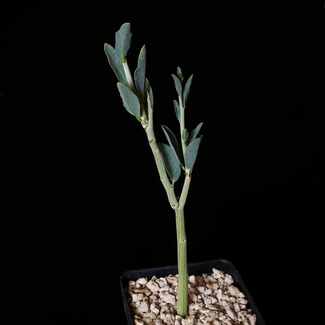 Adenia pechuelii Caudiciform Plant - 3.5" Pot
