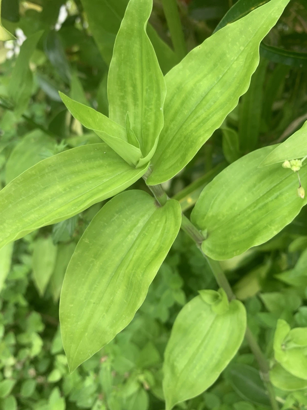 Wandering Jew Lime Tradescantia Green Cuttings - 7 Unrooted Fresh Trailing Cuttings for Propagation