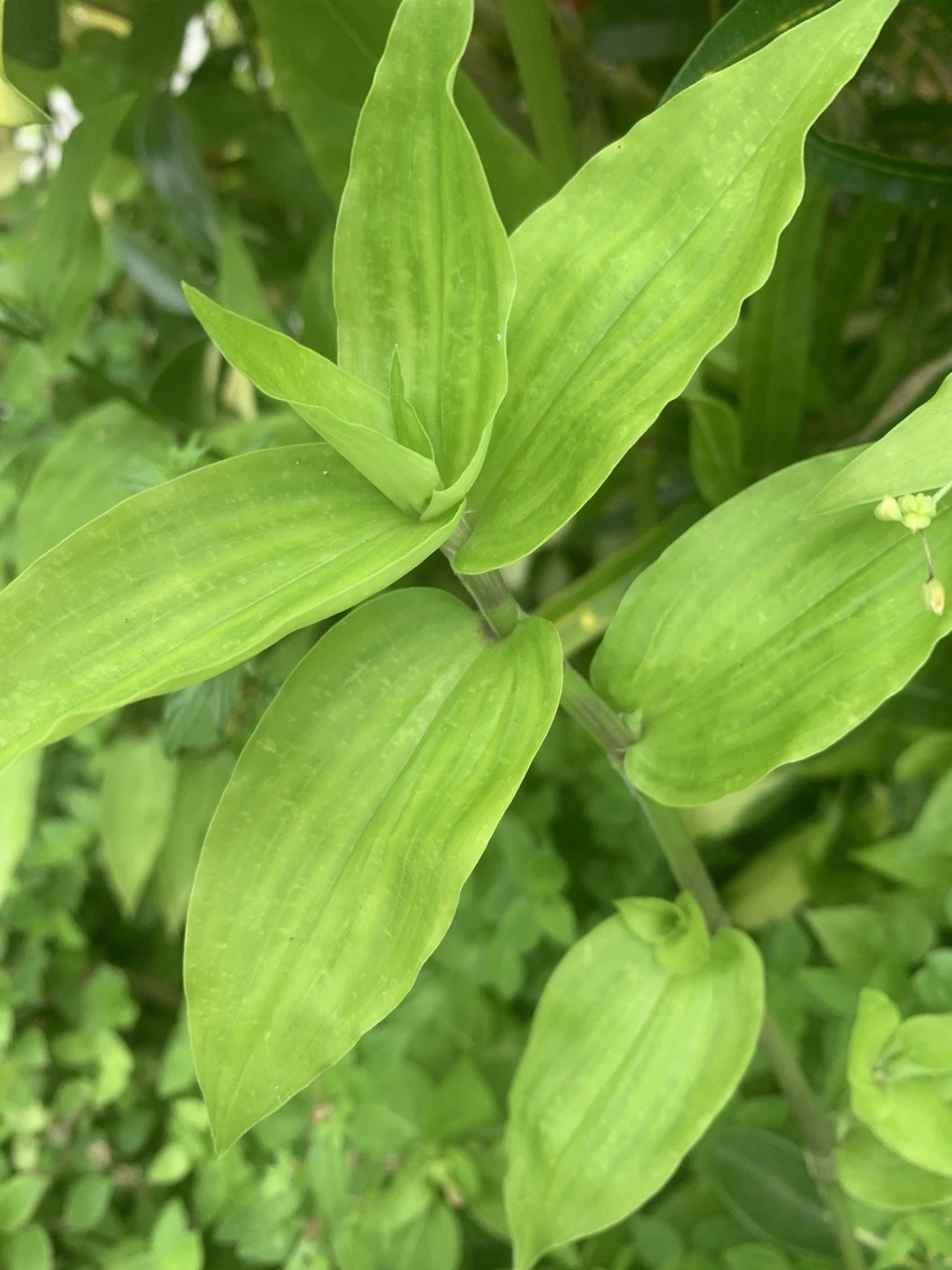Wandering Jew Lime Tradescantia Green Cuttings - 7 Unrooted Fresh Trailing Cuttings for Propagation