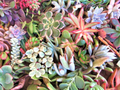 Large Succulent Cuttings Mix - 50 Fresh Cuttings, 25 Varieties, 3–6" Each, 2+ lbs