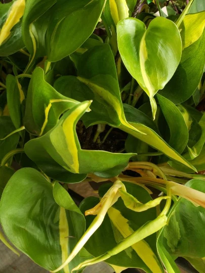 Philodendron Brasil Cutting | Heart Leaf Philodendron Cordatum - Unrooted Cutting