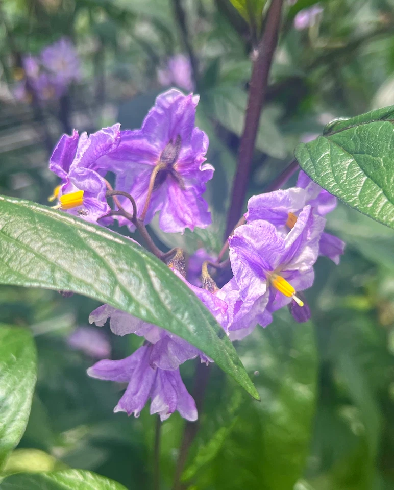 Pepino Melon Cuttings – Deep Purple Variety, 6 Unrooted Fresh Cuttings (Solanum muricatum)